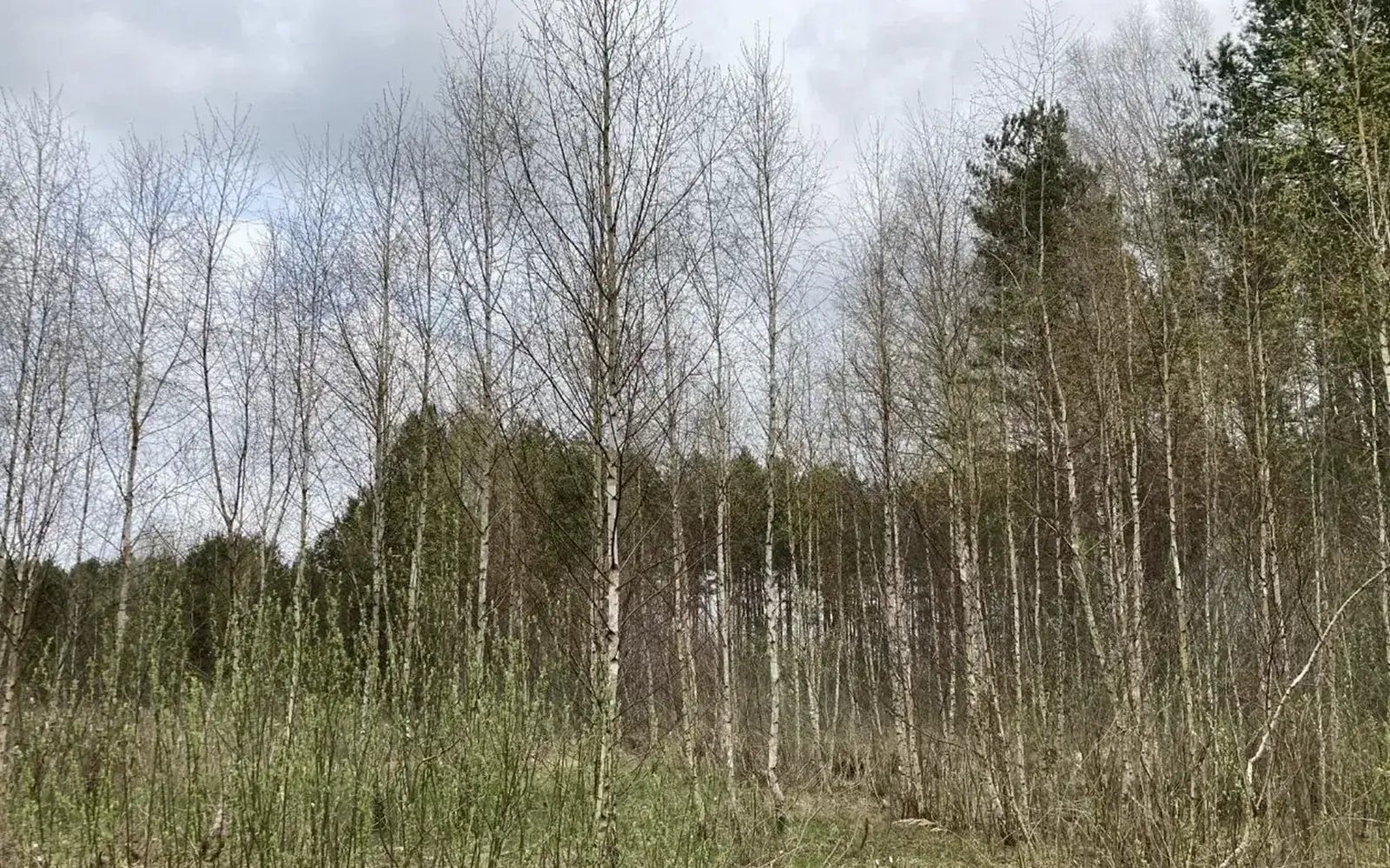 Brzozy i sosny na terenie działki